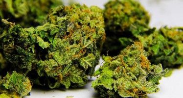Federal appeals court protects CA medical marijuana use